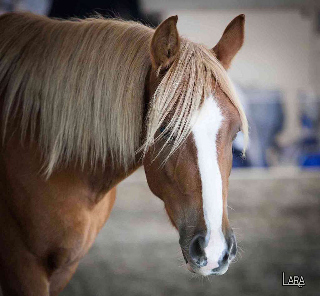 A Swipe Right to Remember: How I Met My Rockstar&nbsp;Mustang